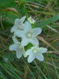 Anchusa pseudochroleuca