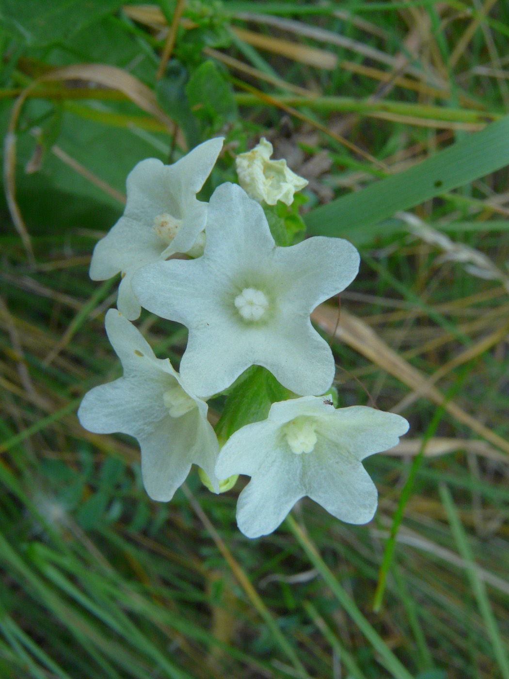 Image of Anchusa pseudochroleuca specimen.