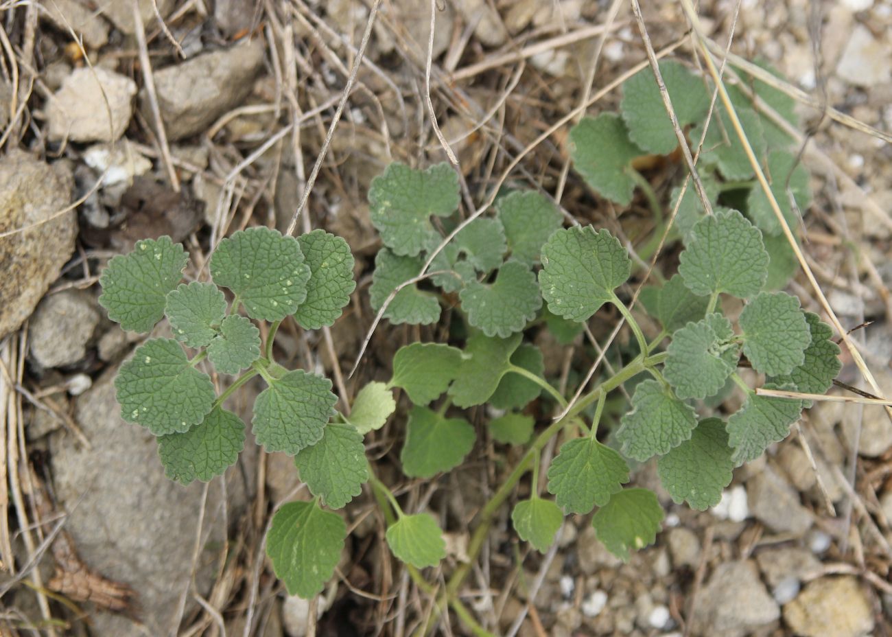 Изображение особи род Marrubium.