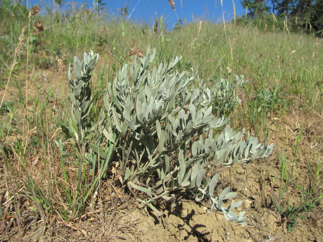 Image of Galatella villosa specimen.