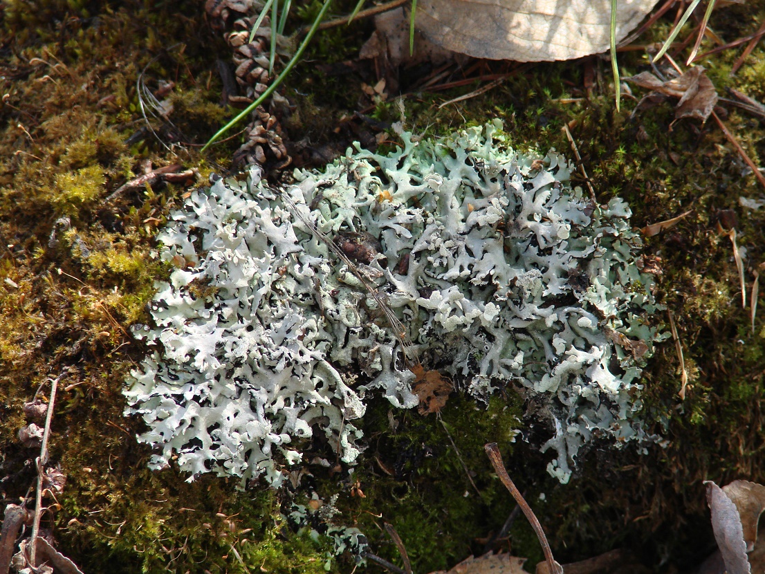 Image of Hypogymnia physodes specimen.