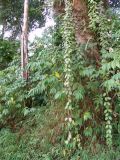 Hoya ruthiae