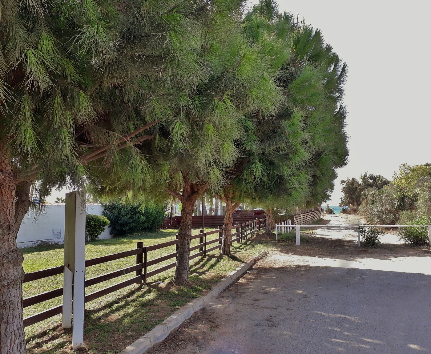 Image of Pinus pinea specimen.