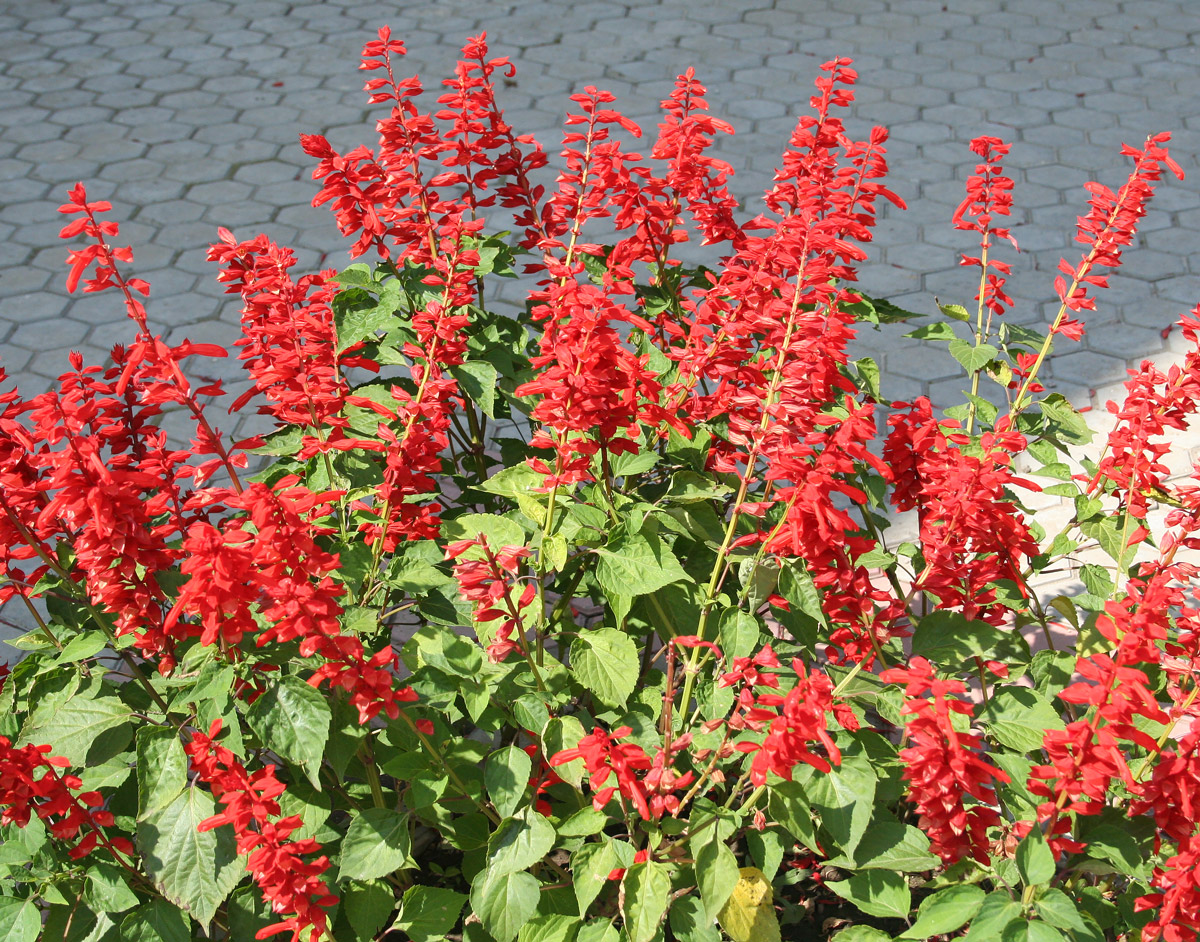 Image of Salvia splendens specimen.