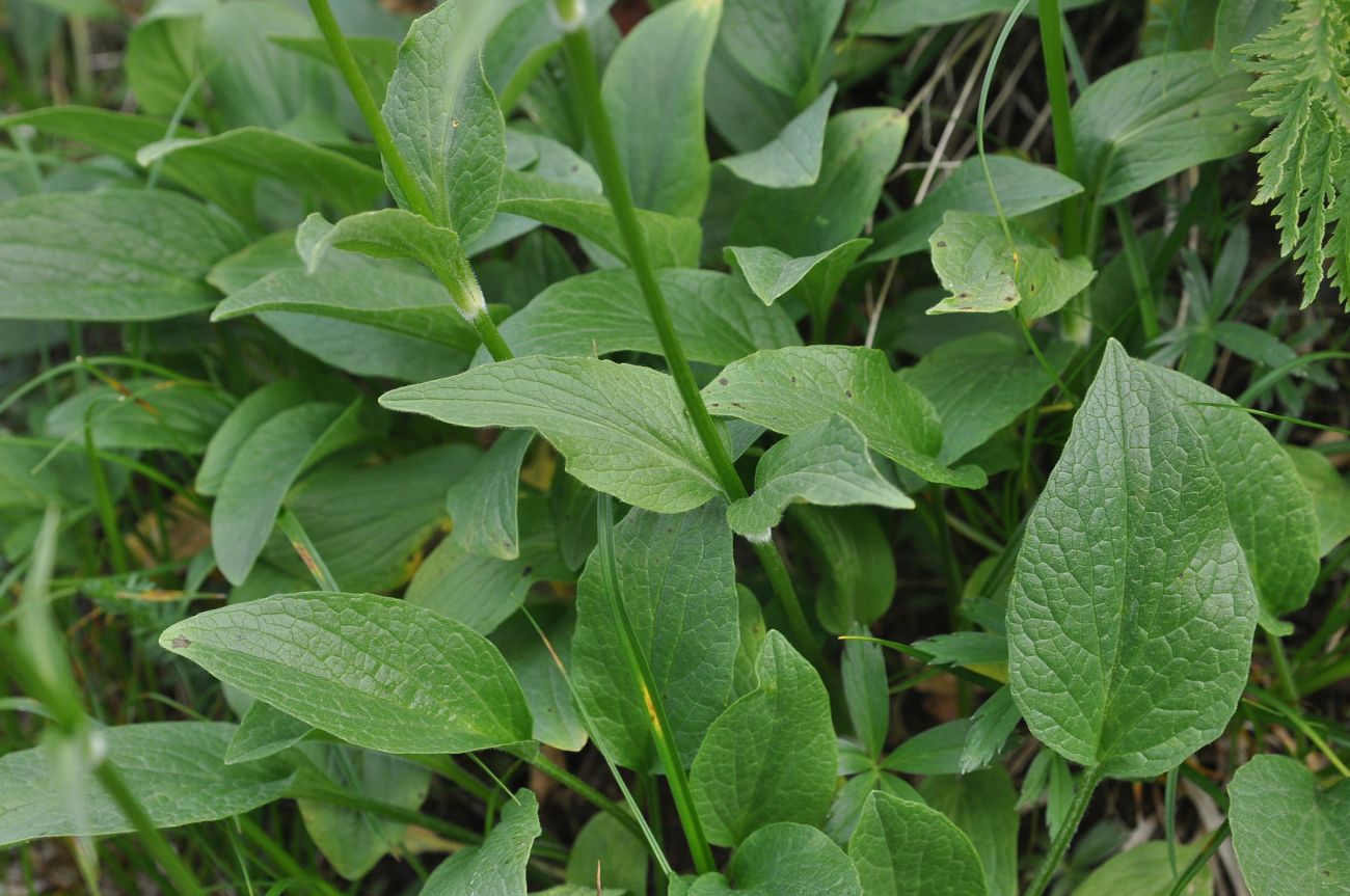 Image of Valeriana alpestris specimen.