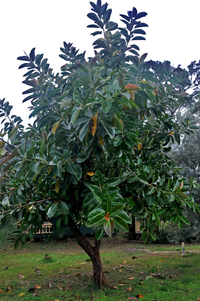 Image of Ficus elastica specimen.