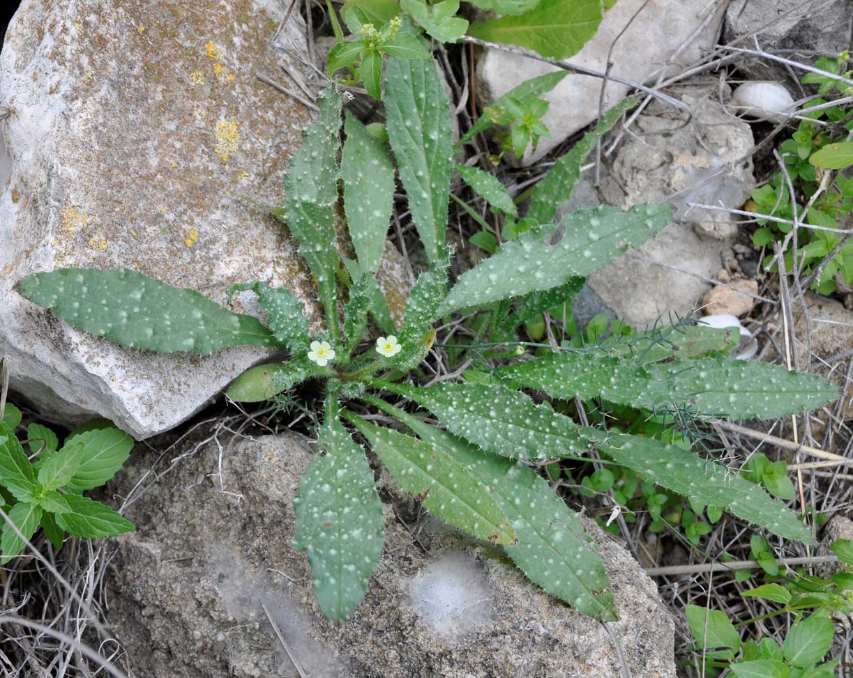 Изображение особи Anchusa aegyptiaca.