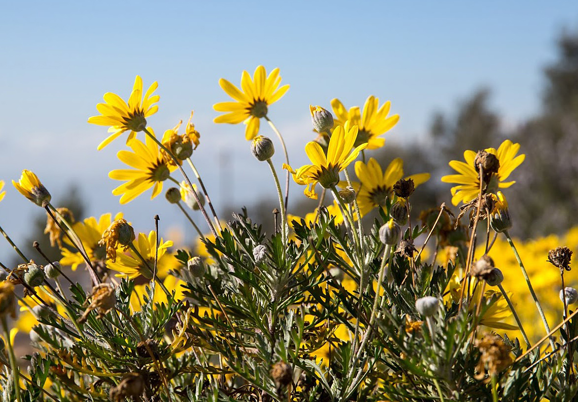 Image of Euryops pectinatus specimen.