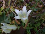 Gentiana gelida