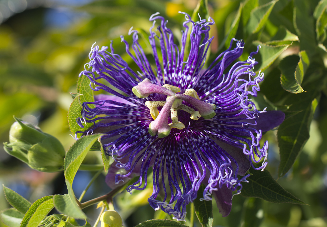Image of Passiflora edulis specimen.