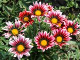 род Gazania