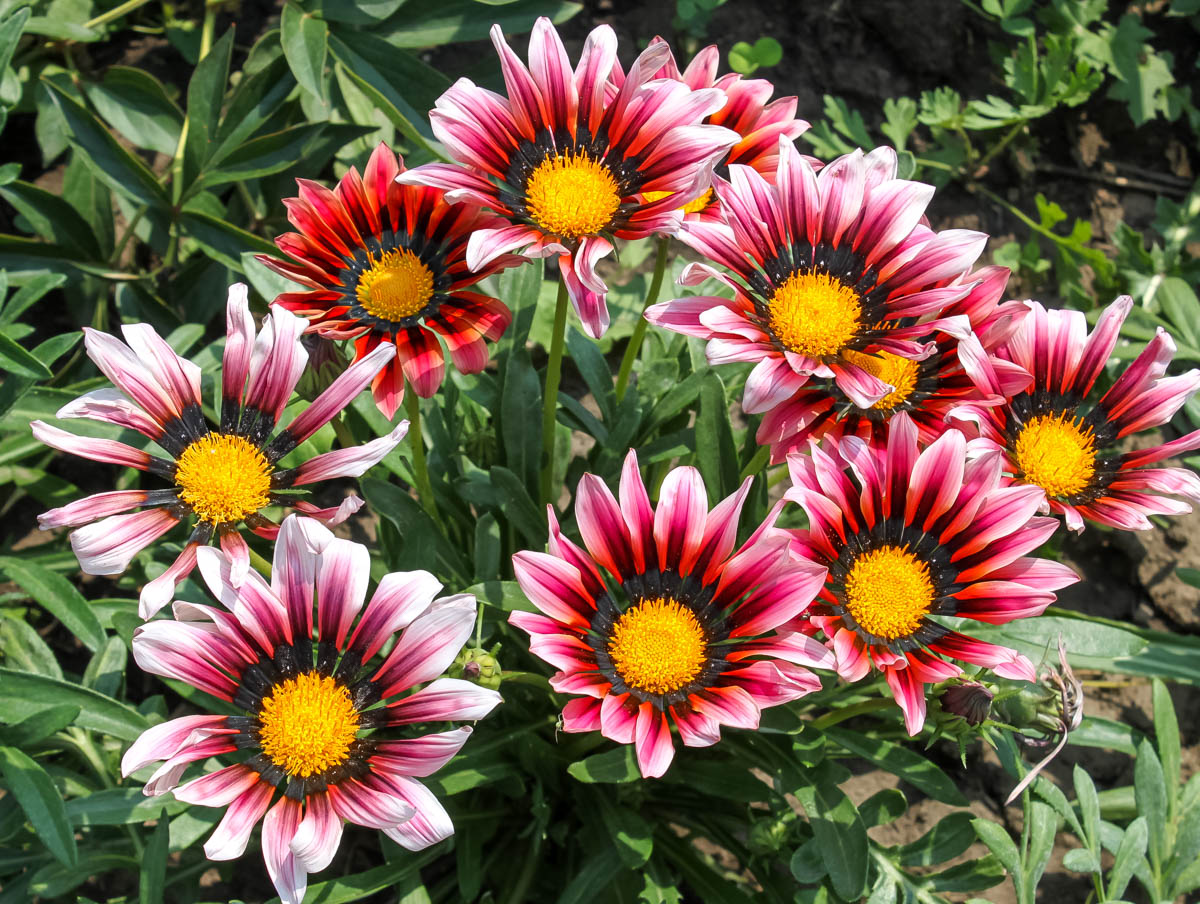 Изображение особи род Gazania.