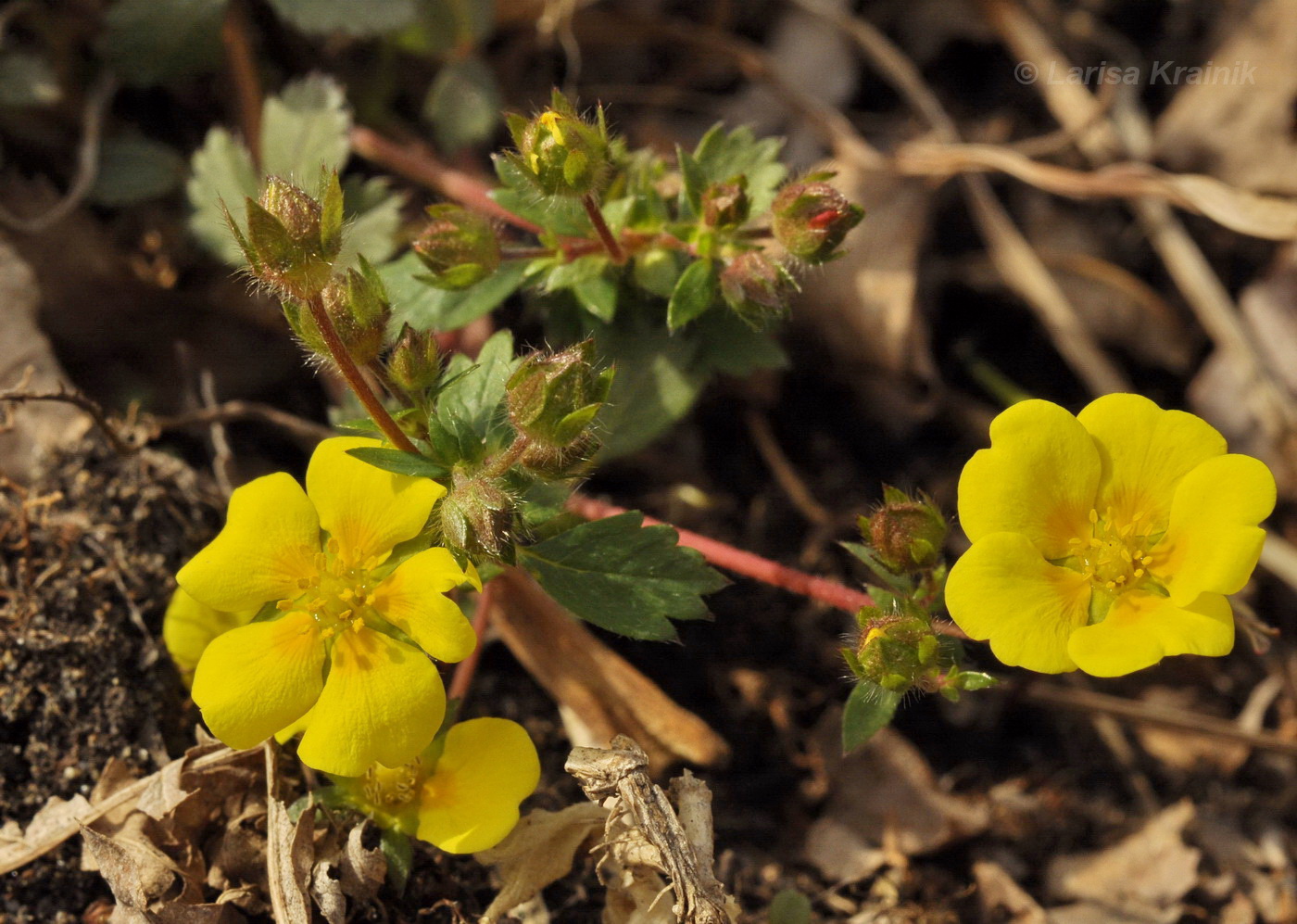 Image of Potentilla fragarioides specimen.