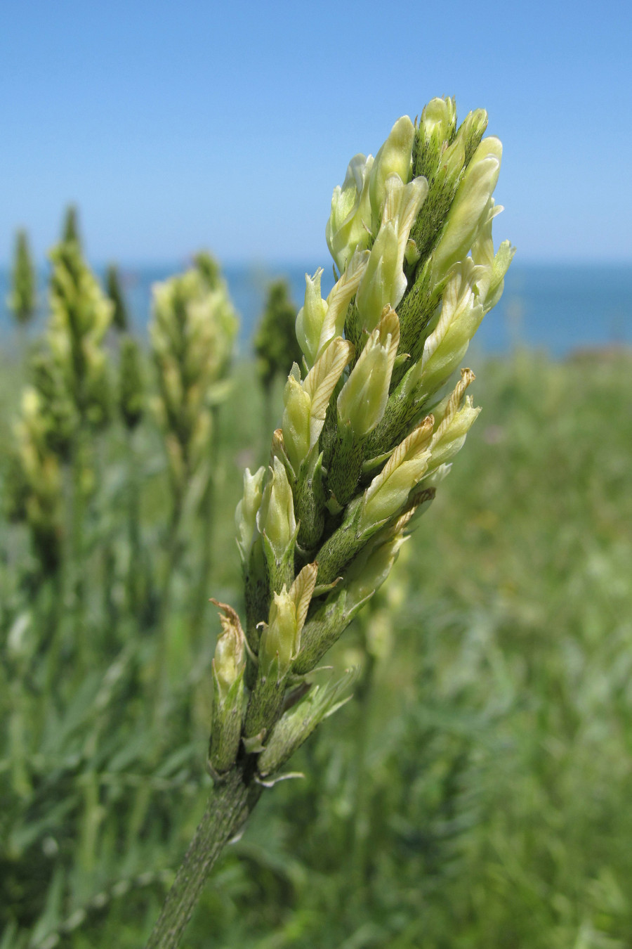 Image of Astragalus asper specimen.