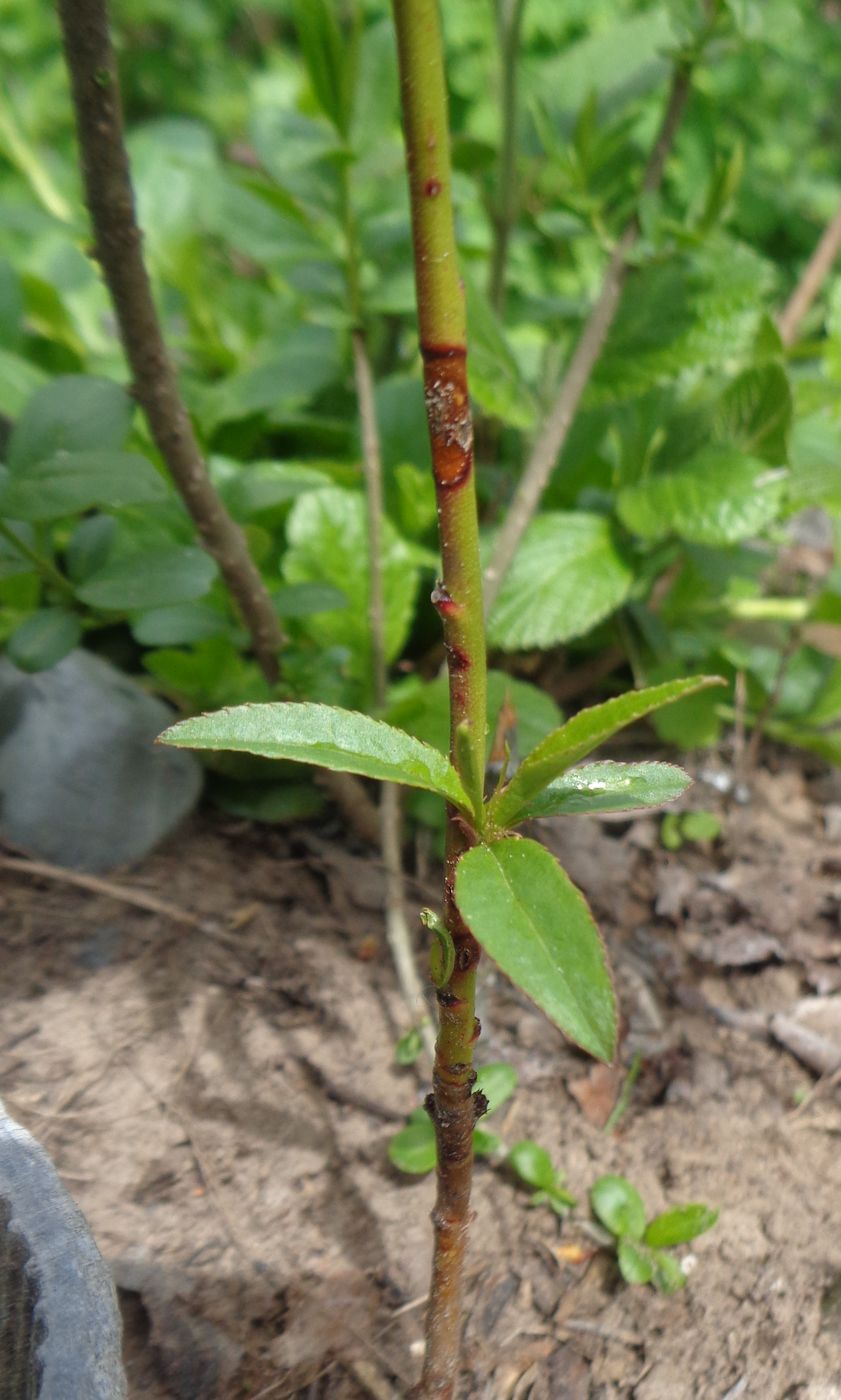 Image of Persica vulgaris var. nectarina specimen.