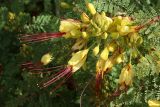 Caesalpinia gilliesii