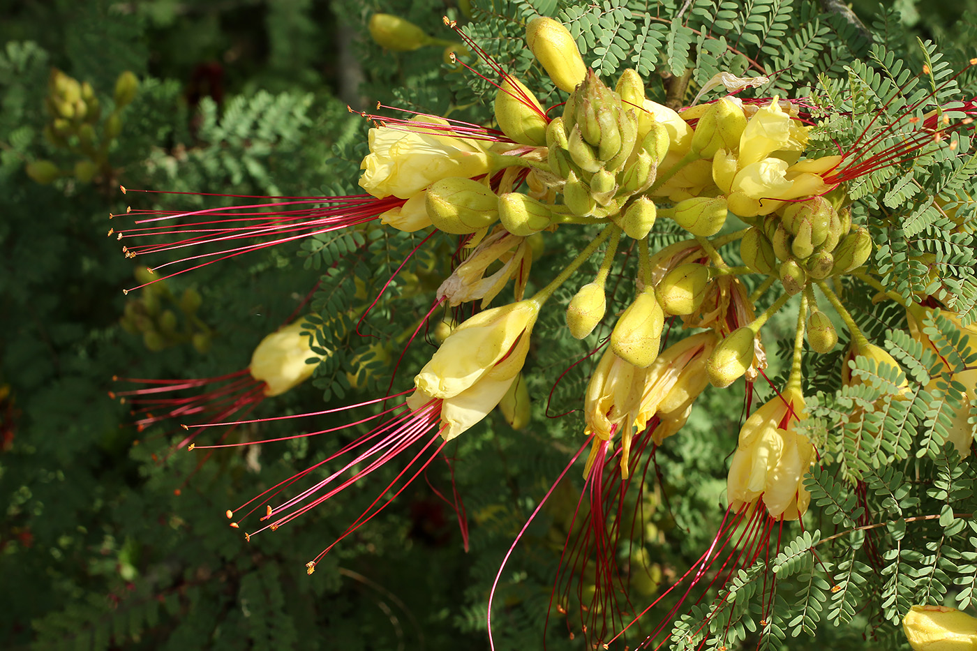 Image of Caesalpinia gilliesii specimen.