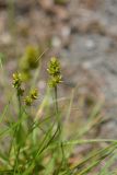 Carex spicata