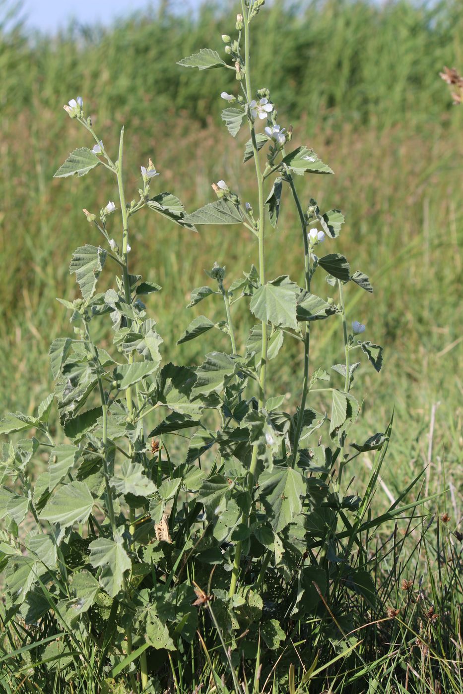 Изображение особи Althaea officinalis.