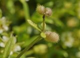 Galium vaillantii. Часть побега с соплодием в сообществе с Honckenya peploides ssp. major. Приморский край, Шкотовский р-н, окр. пос. Подъяпольск, каменистый берег моря. 08.07.2019.