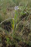 Clausia aprica