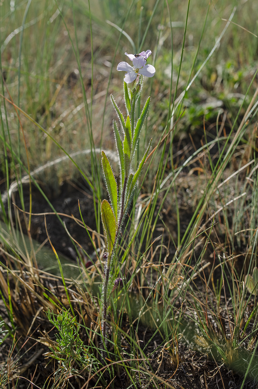 Image of Clausia aprica specimen.