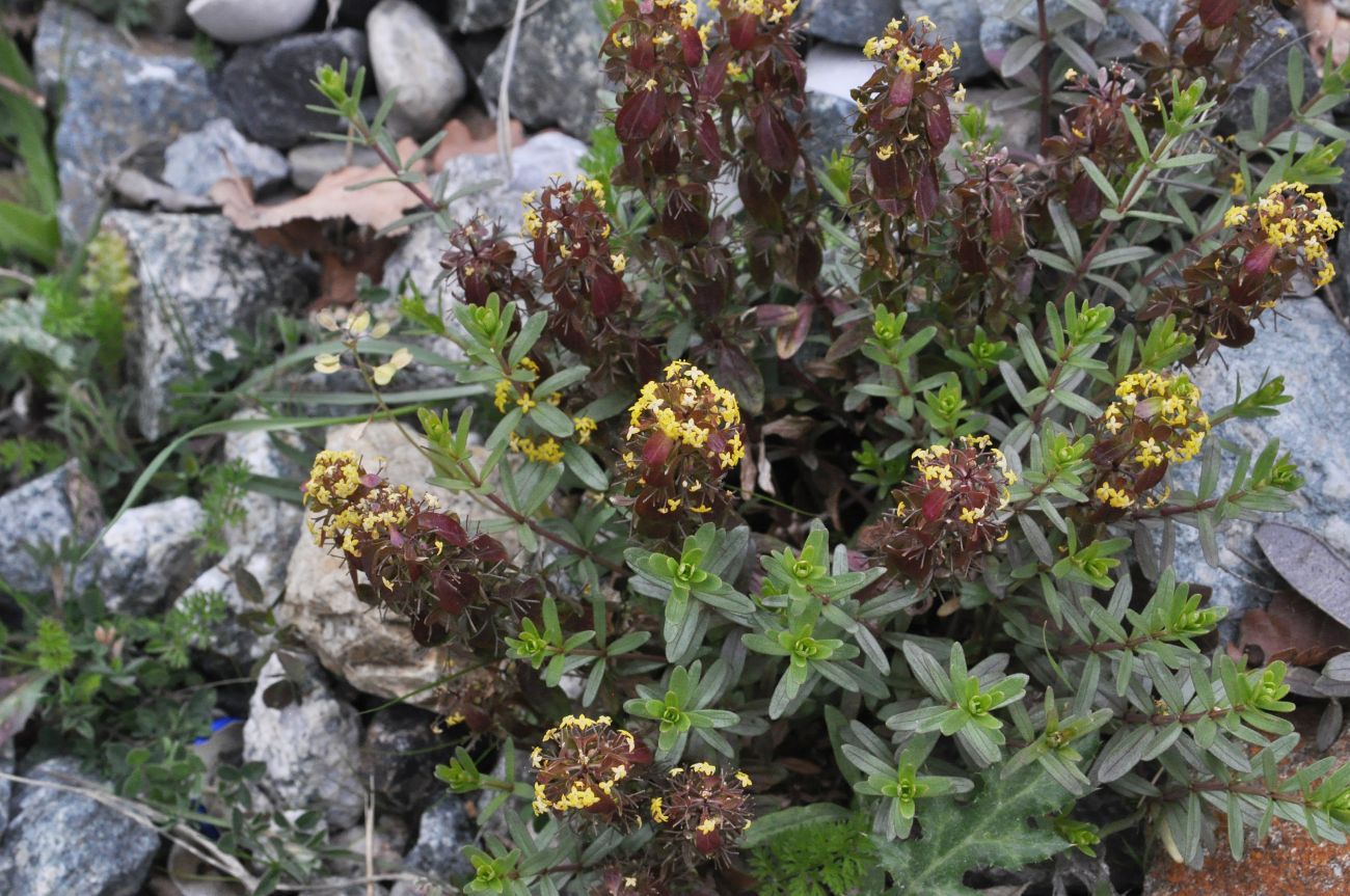 Image of genus Cruciata specimen.