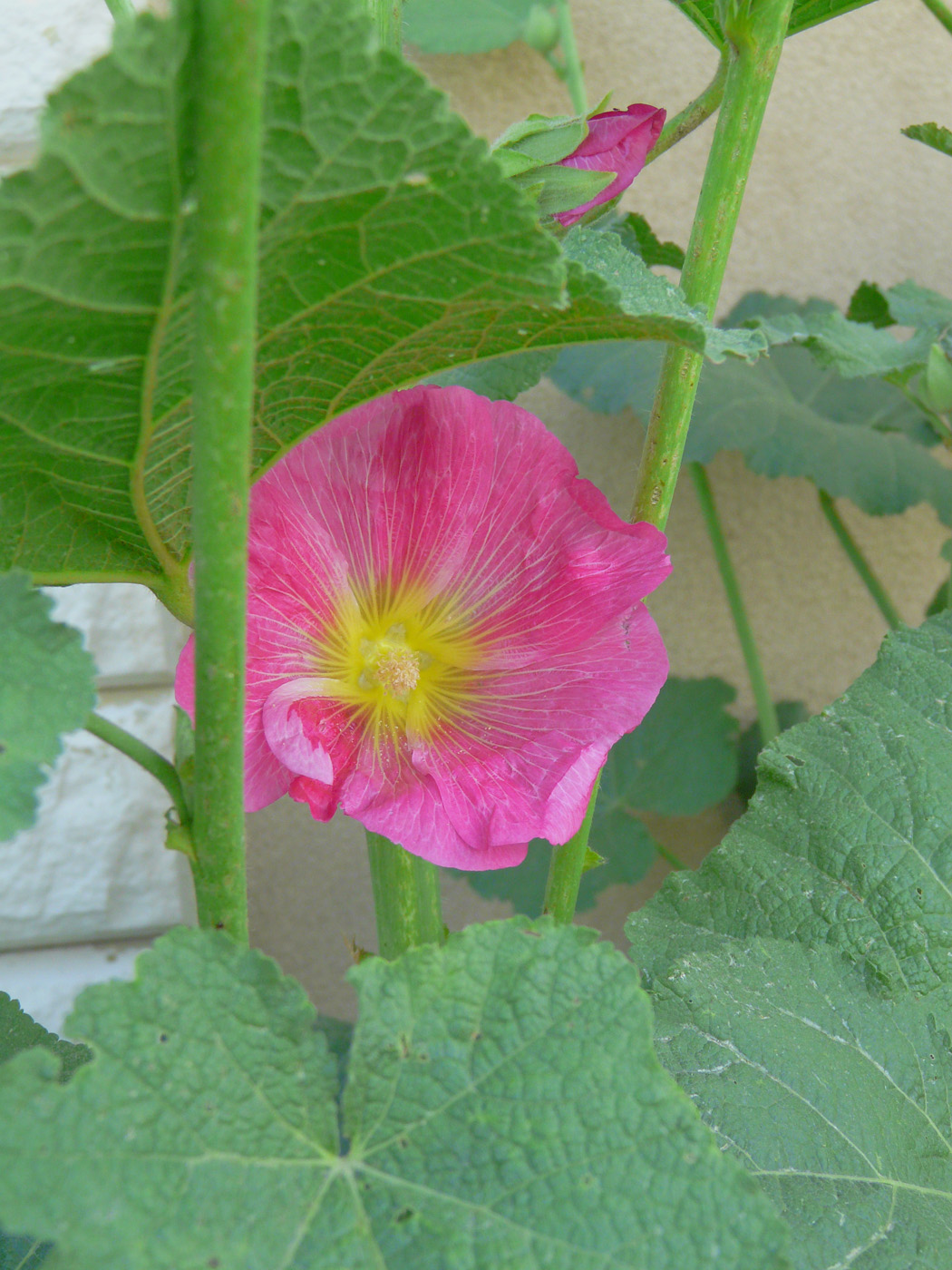 Изображение особи Alcea rosea.