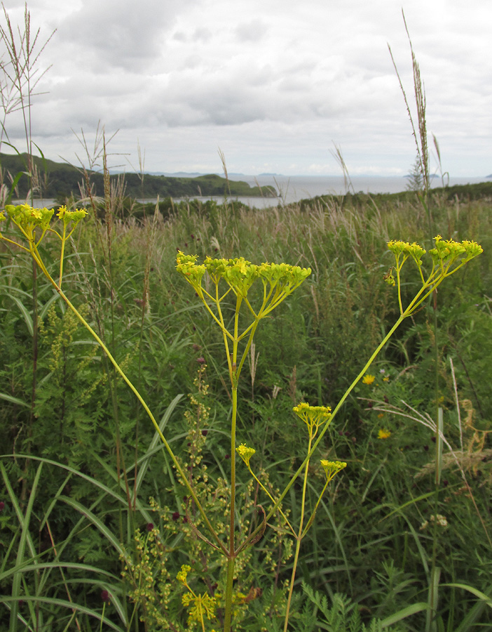 Image of Patrinia scabiosifolia specimen.