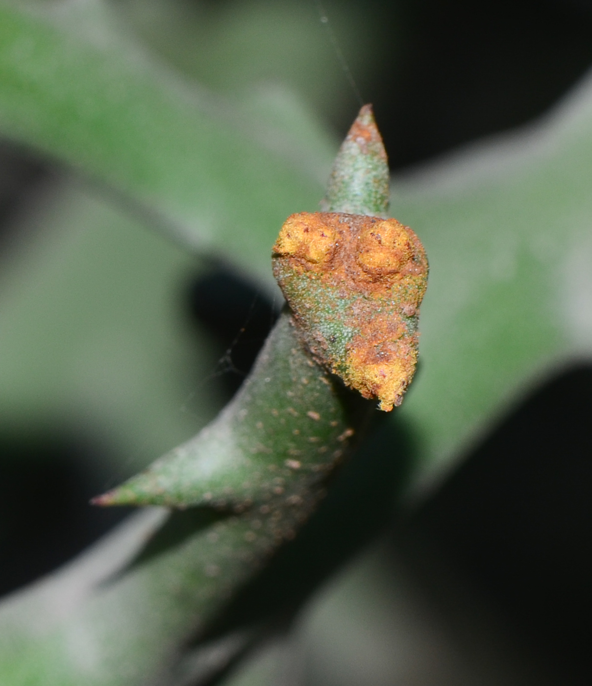 Image of Euphorbia stenoclada specimen.