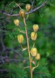 Lilium pilosiusculum. Соплодие. Челябинская обл., Кыштымский гор. округ, гора Сугомак, ≈ 600 м н.у.м., опушка сосново-лиственичного леса. 04.08.2019.