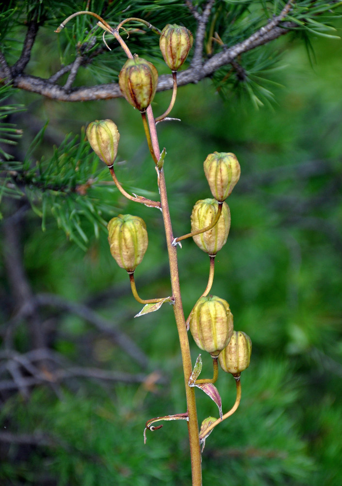 Image of Lilium pilosiusculum specimen.