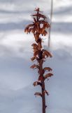 genus Orobanche