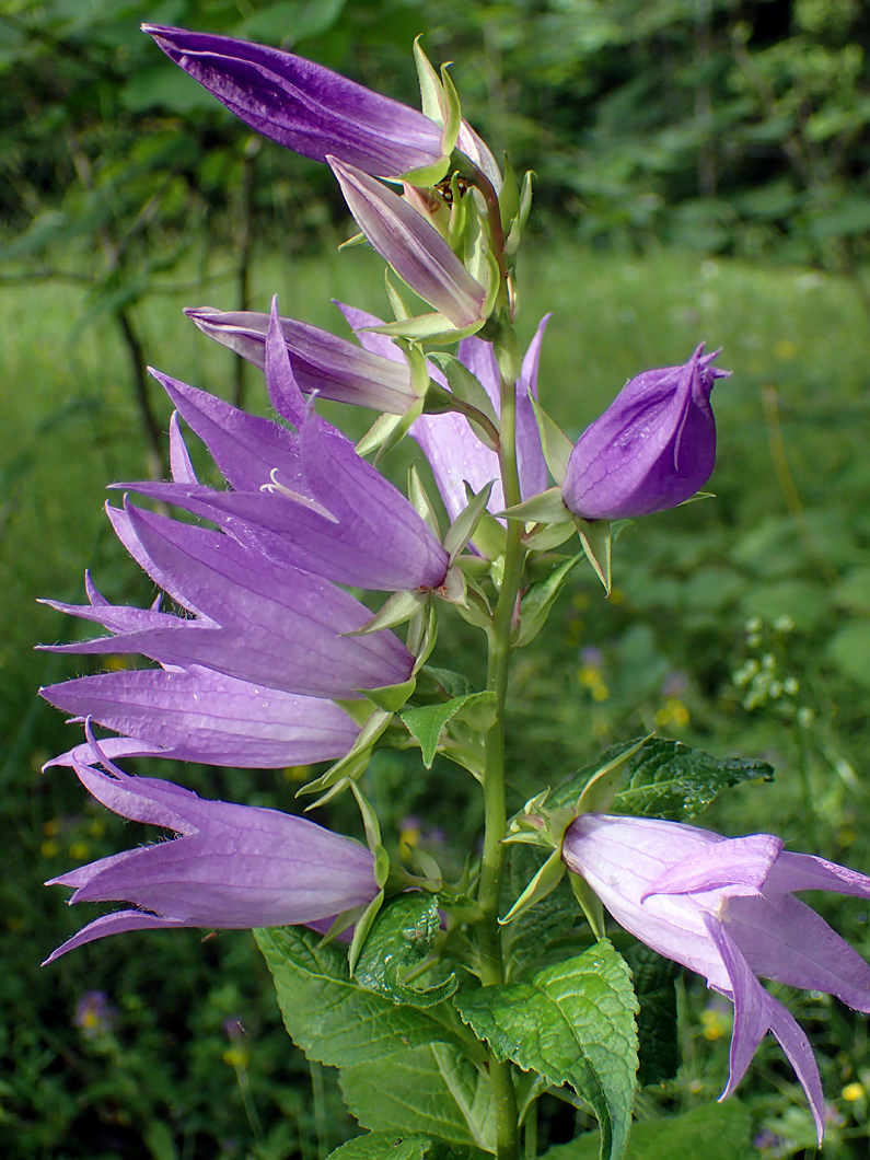 Image of Campanula latifolia specimen.