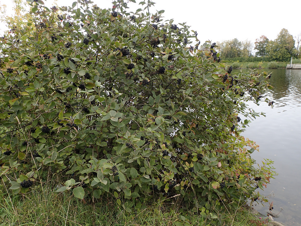 Image of Viburnum lantana specimen.