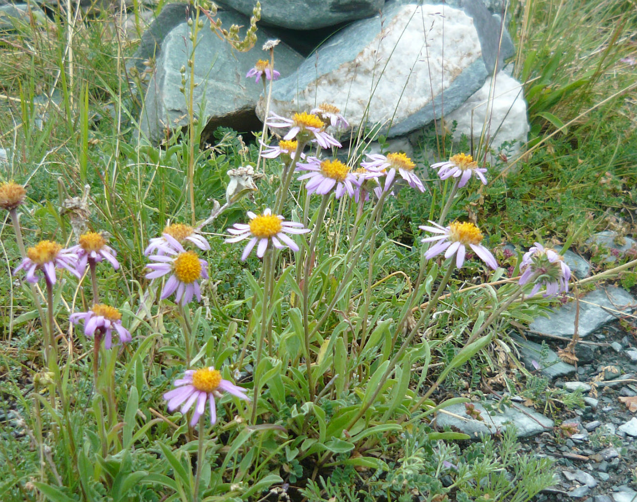 Изображение особи Aster alpinus.