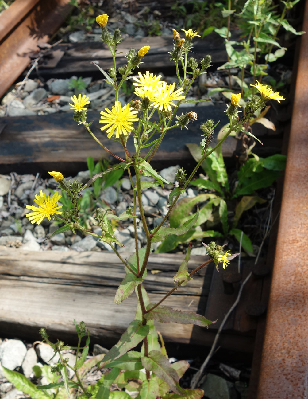 Image of Picris japonica specimen.