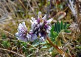 Astragalus norvegicus. Верхушка побега с соцветиями. Алтай, Кош-Агачский р-н, долина р. Аккаллу-Озек, ≈ 2300 м н.у.м., горная тундра, ерник. 17.06.2019.