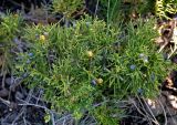 Juniperus sabina. Верхушки ветвей с шишкоягодами. Алтай, Кош-Агачский р-н, Курайская степь, окр. с. Курай, ≈ 1600 м н.у.м., сухой склон. 11.06.2019.