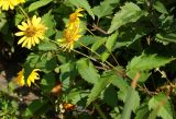 Heliopsis helianthoides ssp. scabra