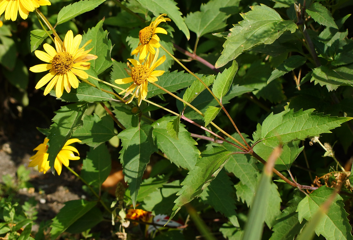 Image of Heliopsis helianthoides ssp. scabra specimen.