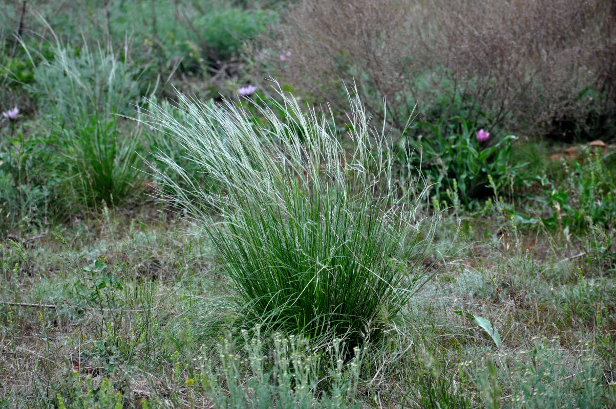 Изображение особи род Stipa.