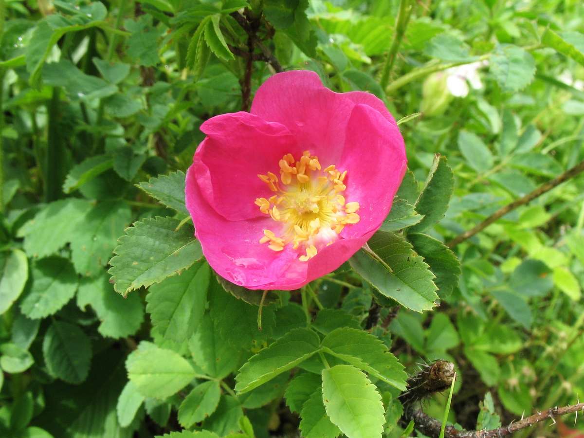 Изображение особи Rosa acicularis.