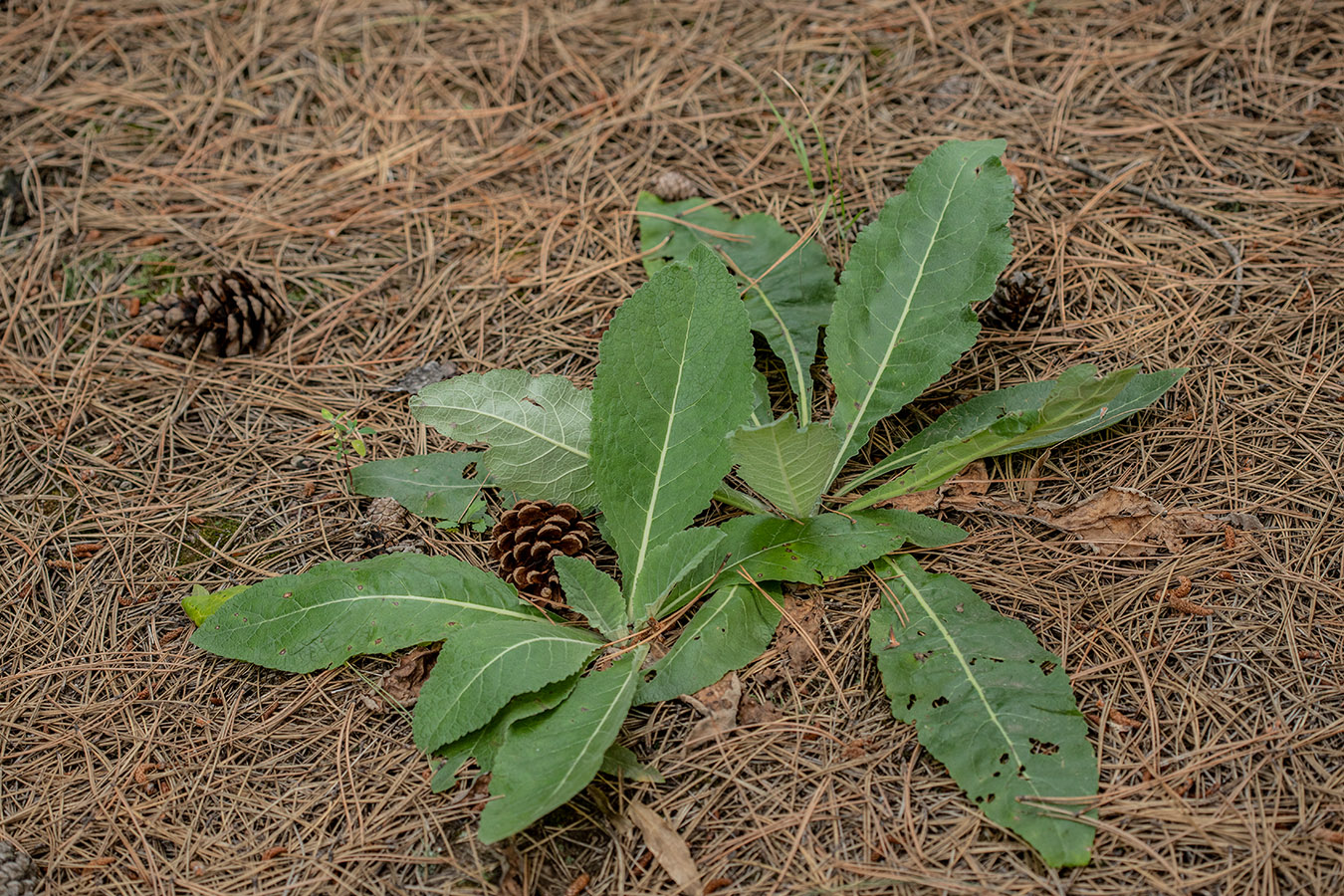 Изображение особи род Verbascum.