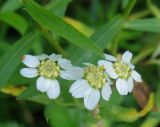 Achillea cartilaginea