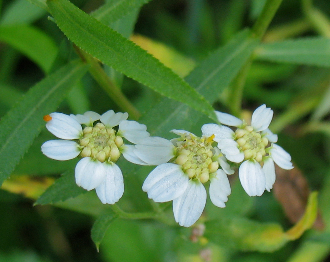 Image of Achillea cartilaginea specimen.