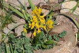 Corydalis gortschakovii