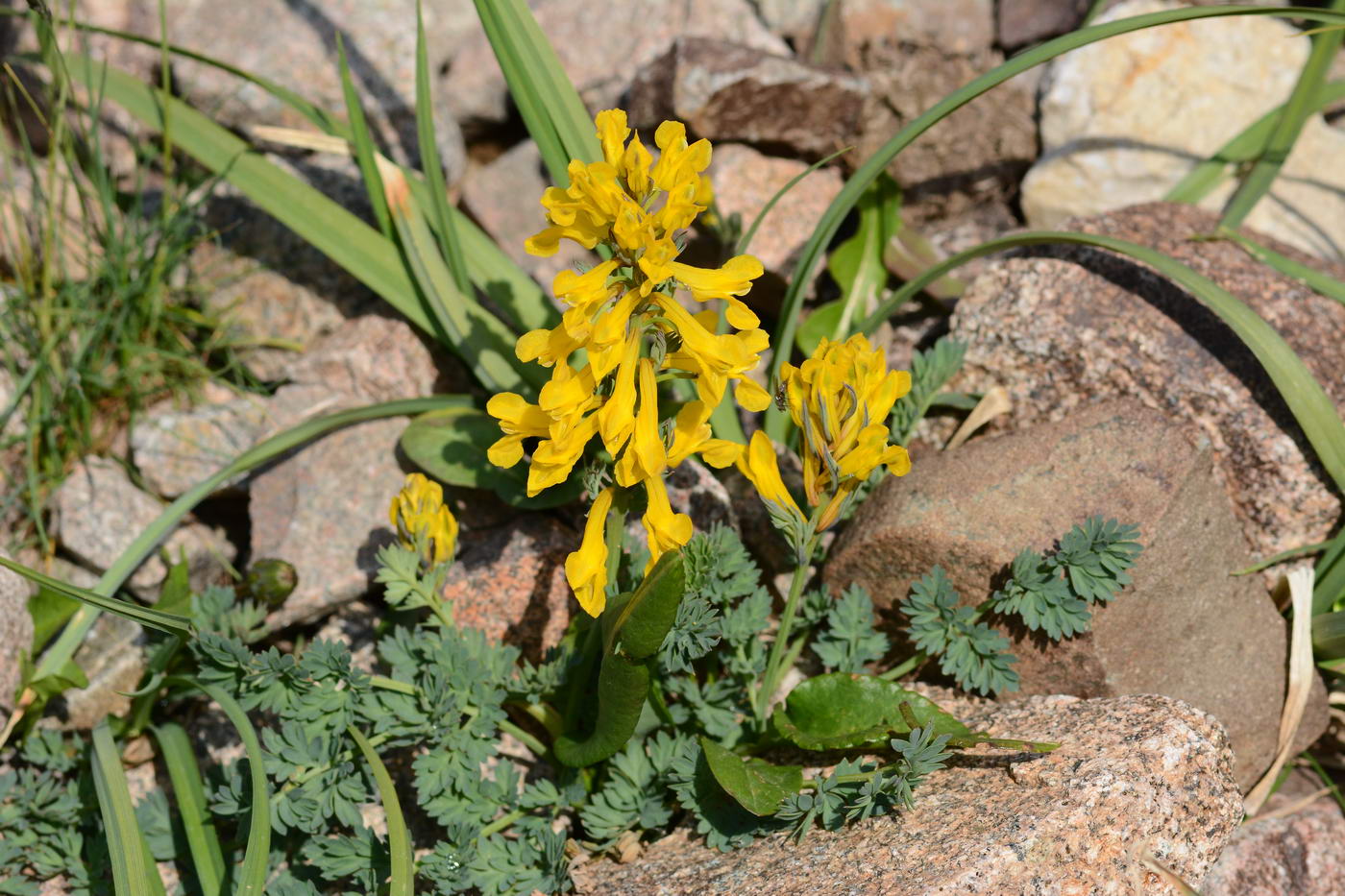 Image of Corydalis gortschakovii specimen.