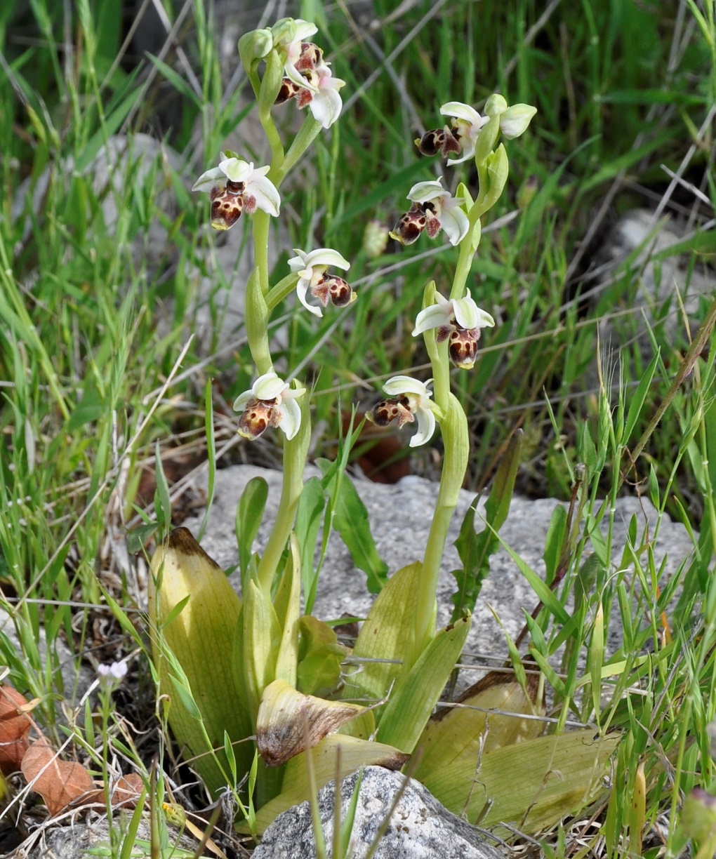 Image of Ophrys umbilicata specimen.