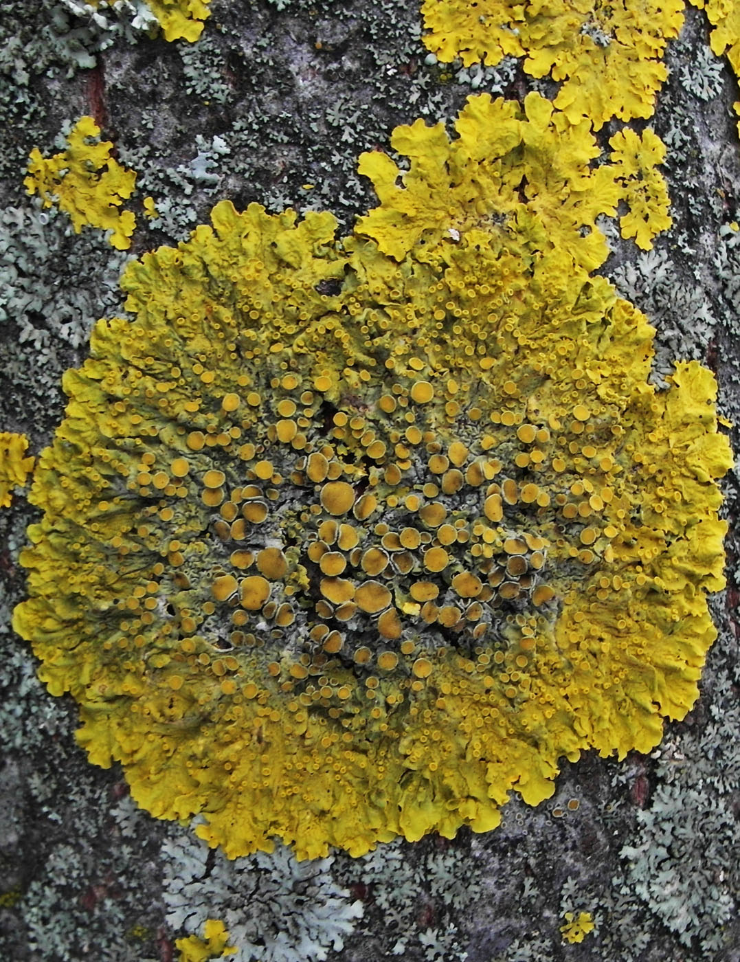 Изображение особи Xanthoria parietina.